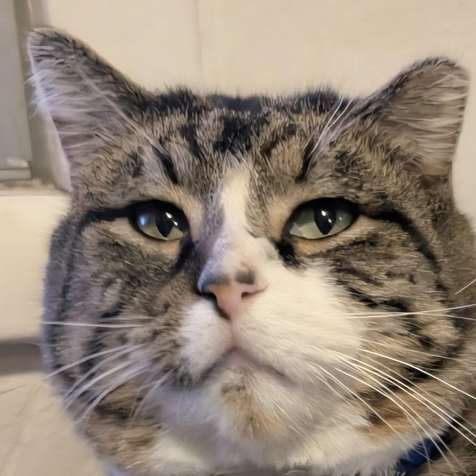 Enlarge Snickers, a Adoptable mixed breed in Buhl, ID image 2/4