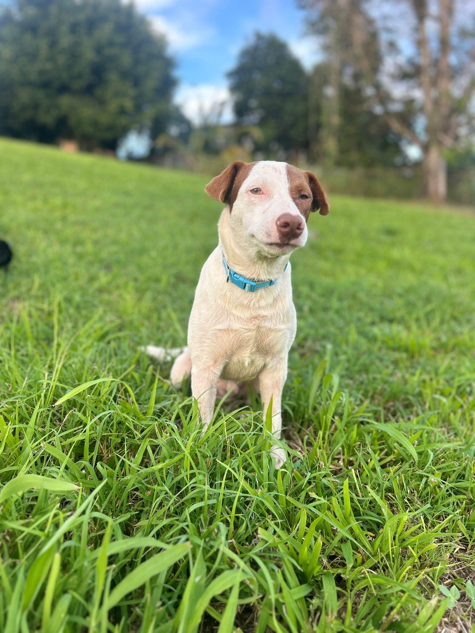 Lucas, a Adoptable mixed breed image 1/4