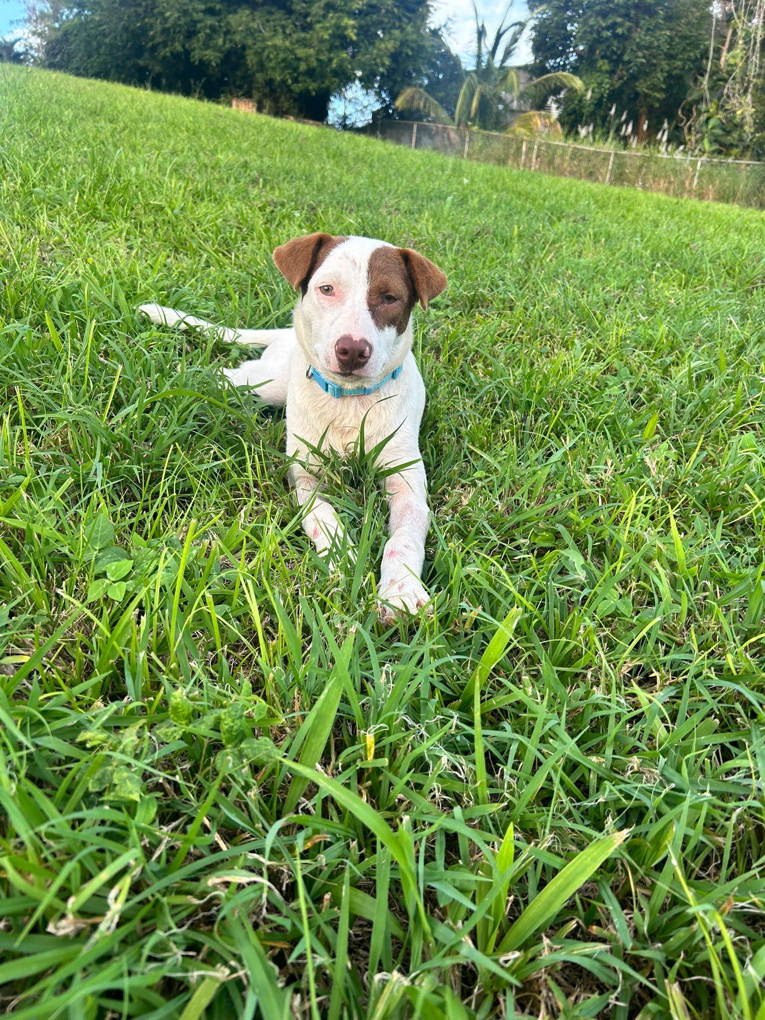 Lucas, a Adoptable mixed breed image 4/4