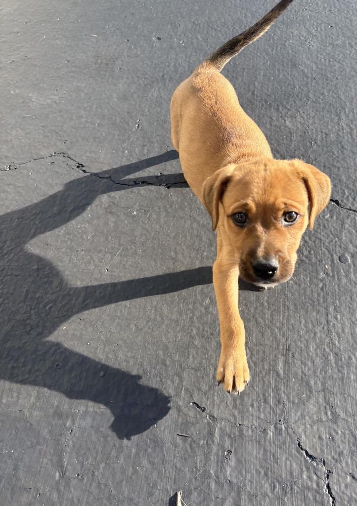 Polynesian Sauce (Polly) - Chick-Fil-A Litter, Adopted, Puppy Female Mixed Breed.