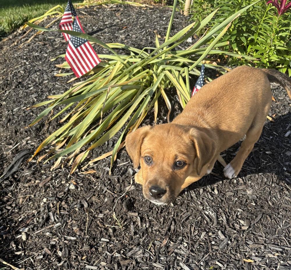 Enlarge Polynesian Sauce (Polly) - Chick-Fil-A Litter, a Adopted mixed breed in Columbus, OH image 2/2