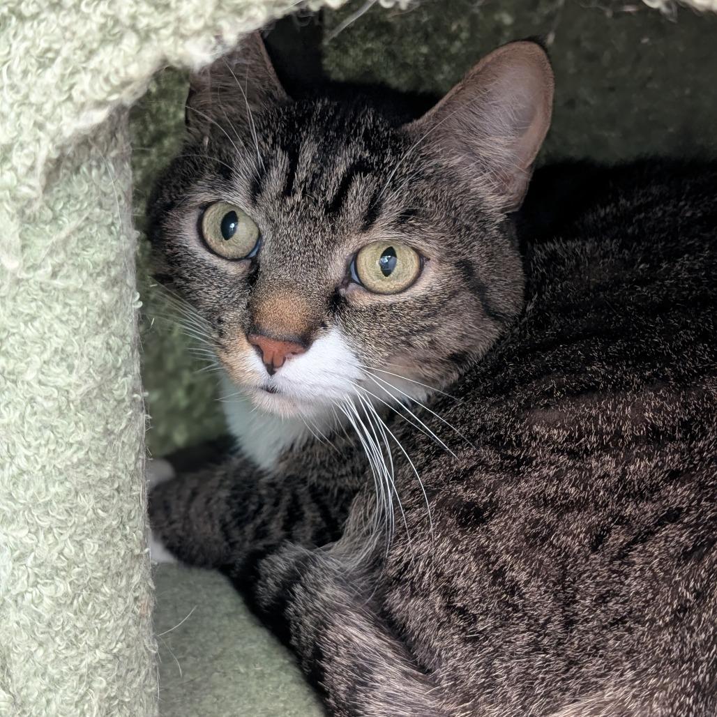 Socks, Adoptable, Adult Male Domestic Short Hair.