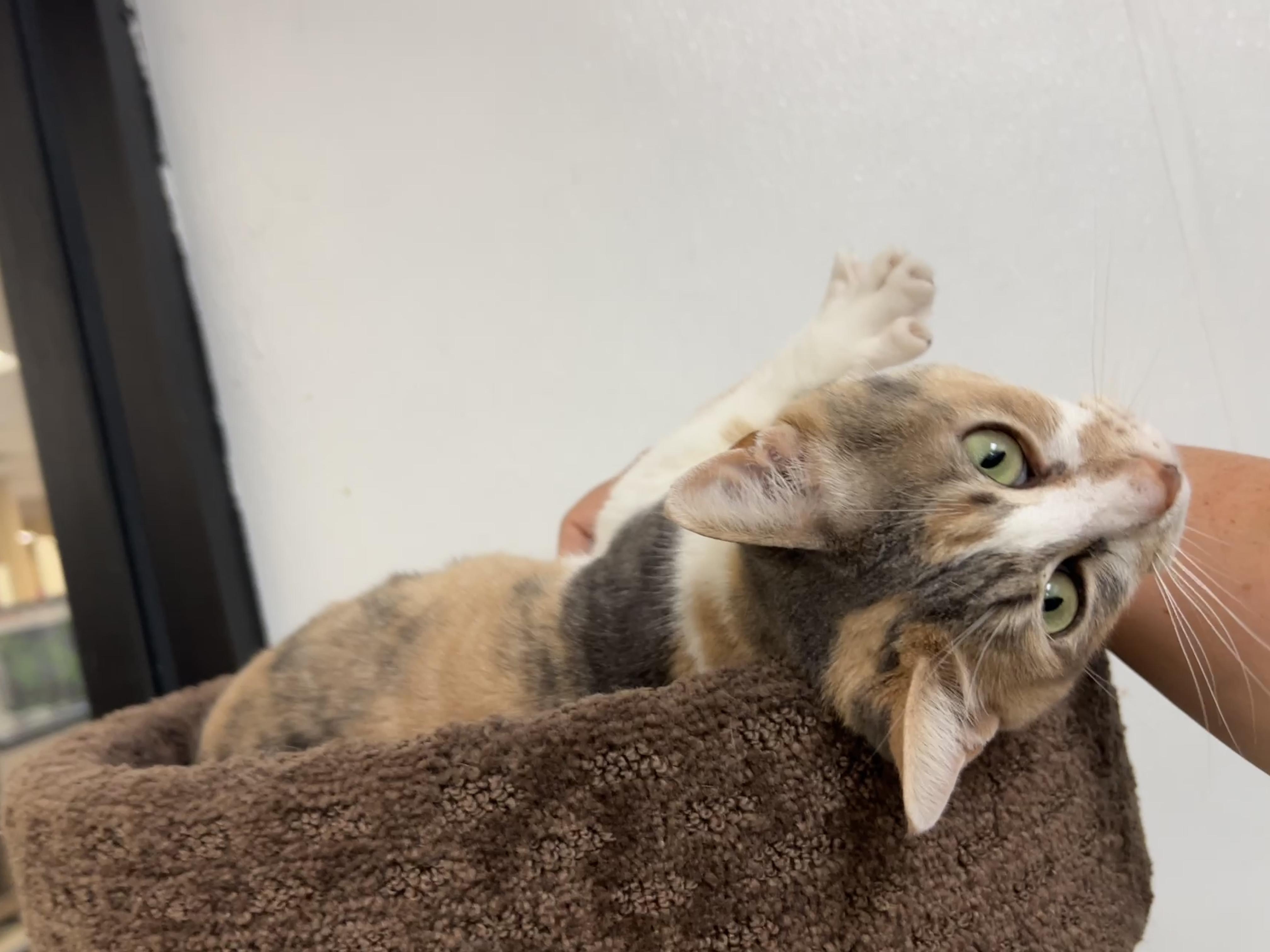 Enlarge Amaretto, an adopted mixed breed in Bradenton, FL image 3/4