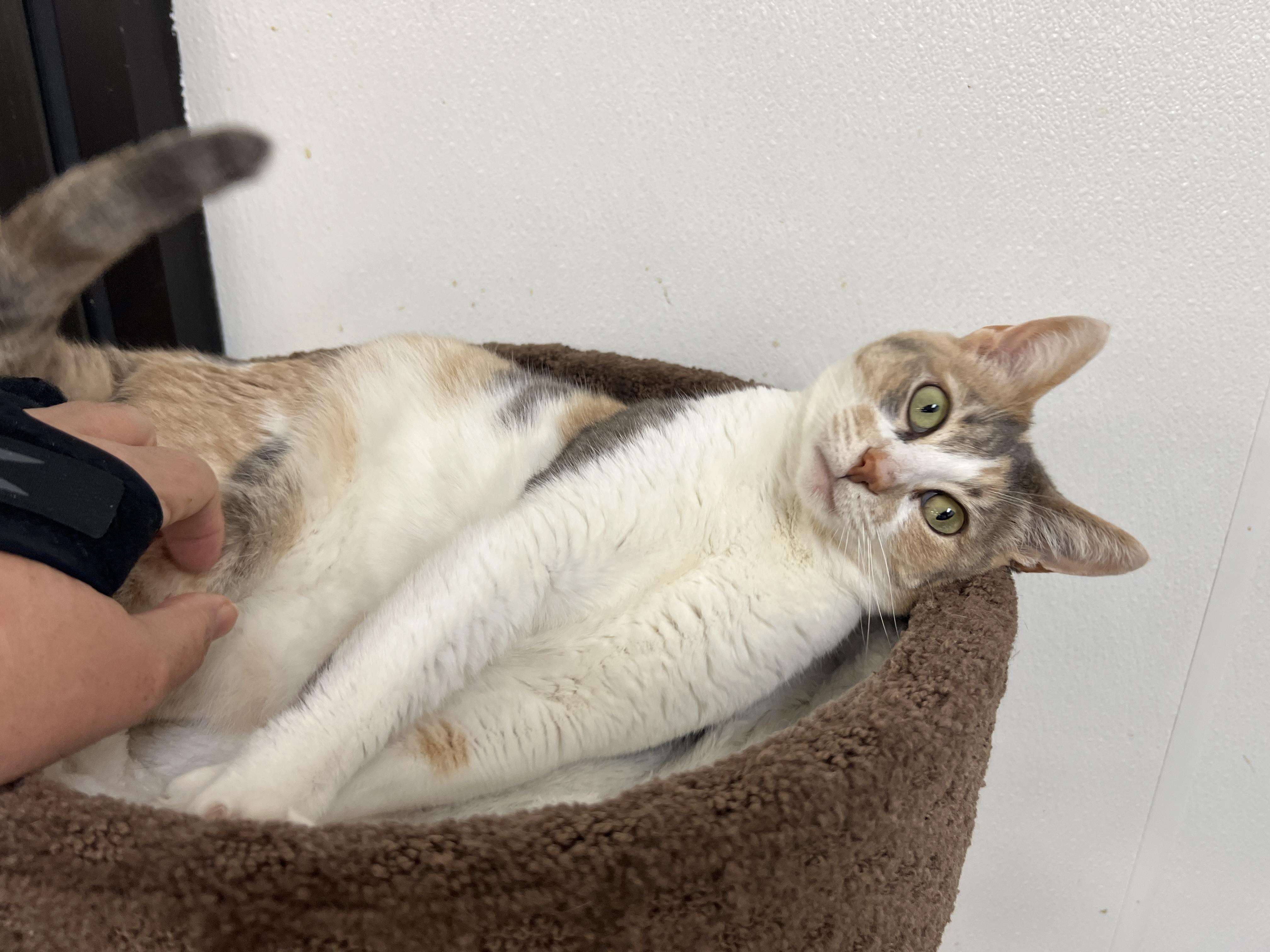 Enlarge Amaretto, an adopted mixed breed in Bradenton, FL image 1/4