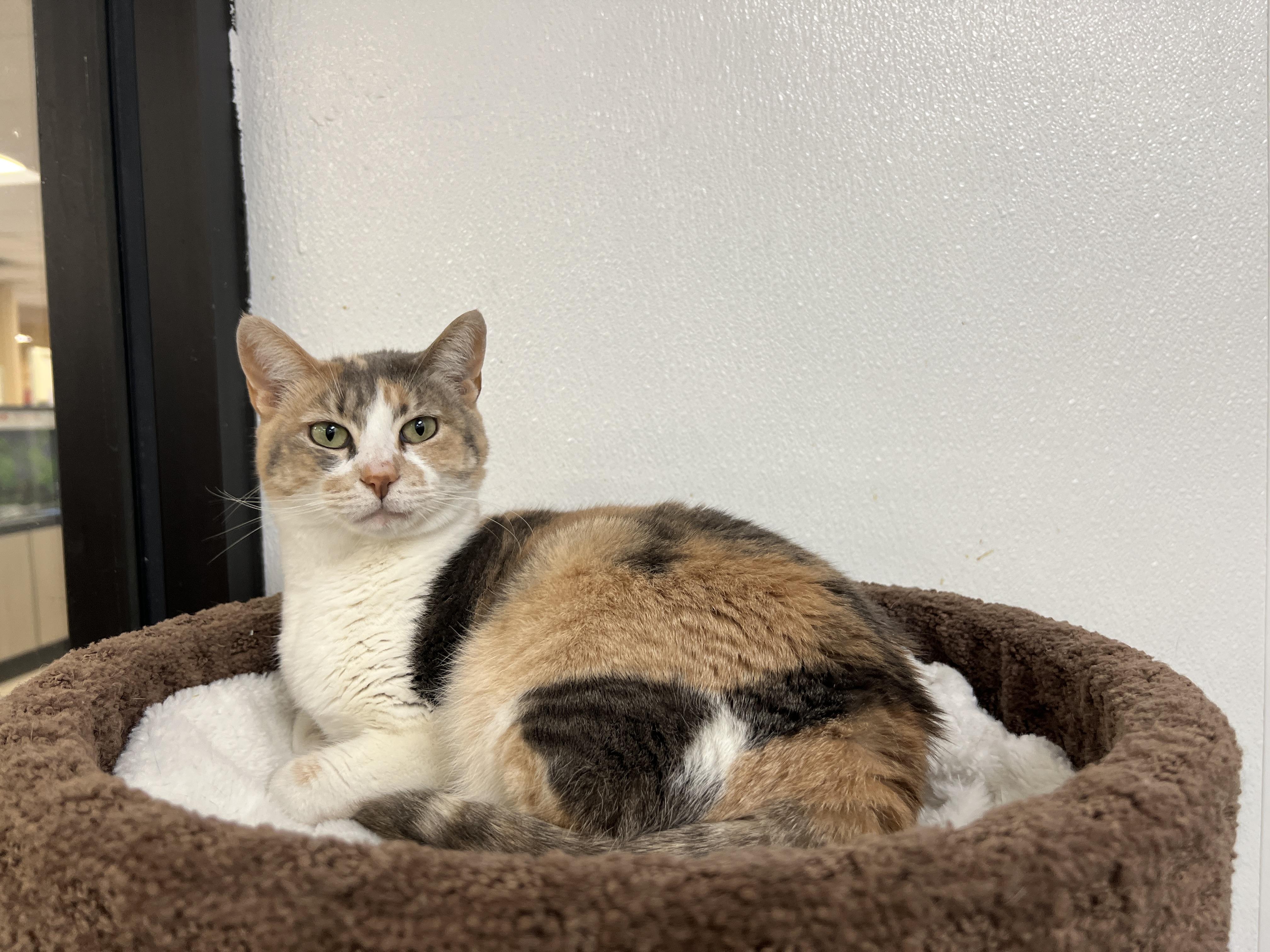 Enlarge Amaretto, an adopted mixed breed in Bradenton, FL image 4/4