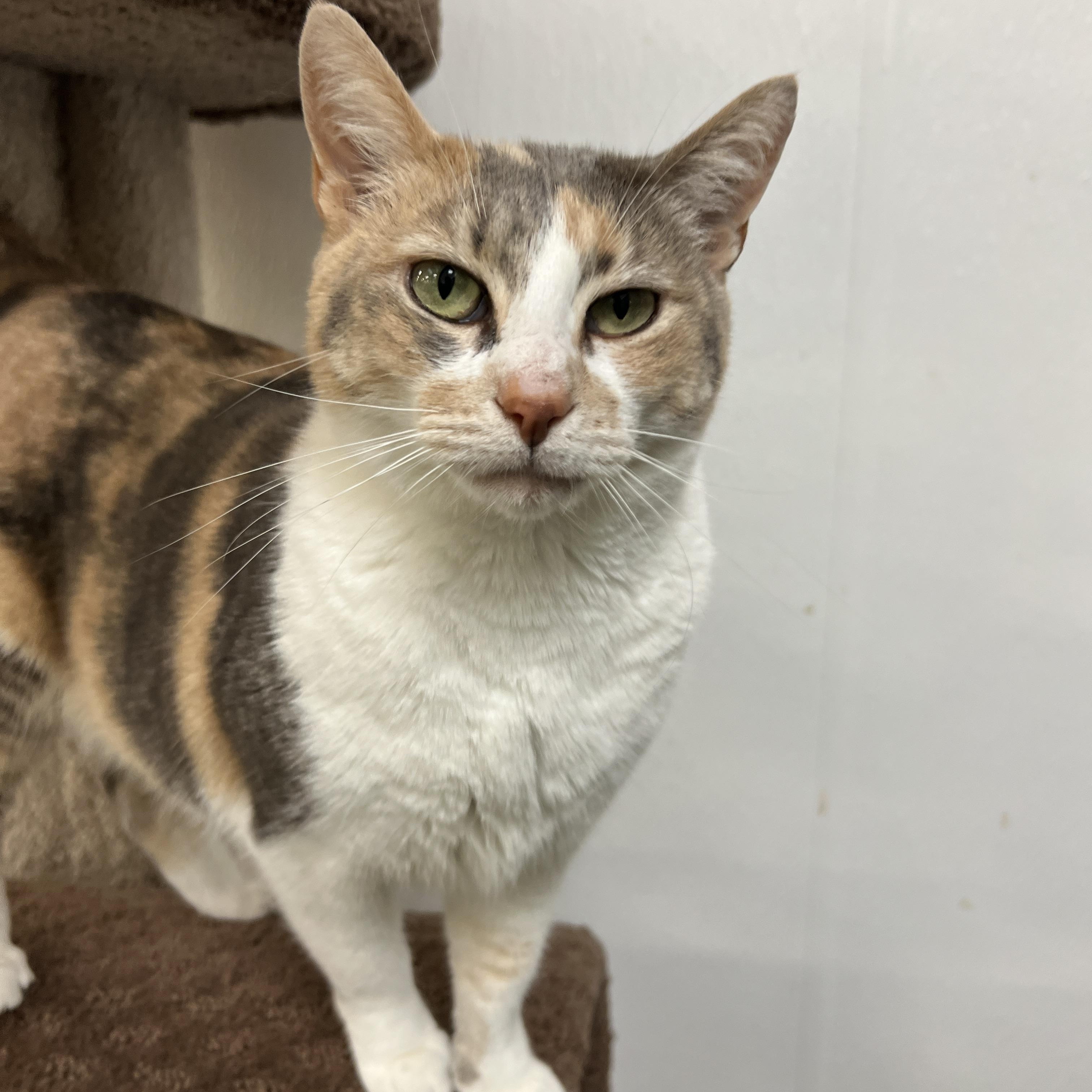 Enlarge Amaretto, an adopted mixed breed in Bradenton, FL image 2/4