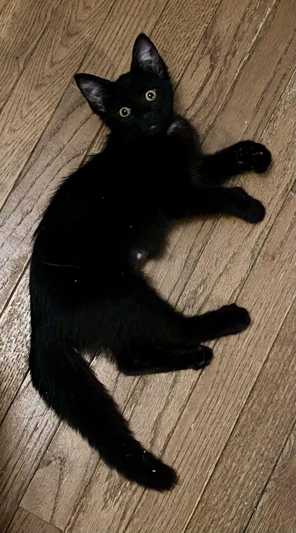 Inky, a Adoptable Domestic Short Hair in Versailles, KY image 1/2