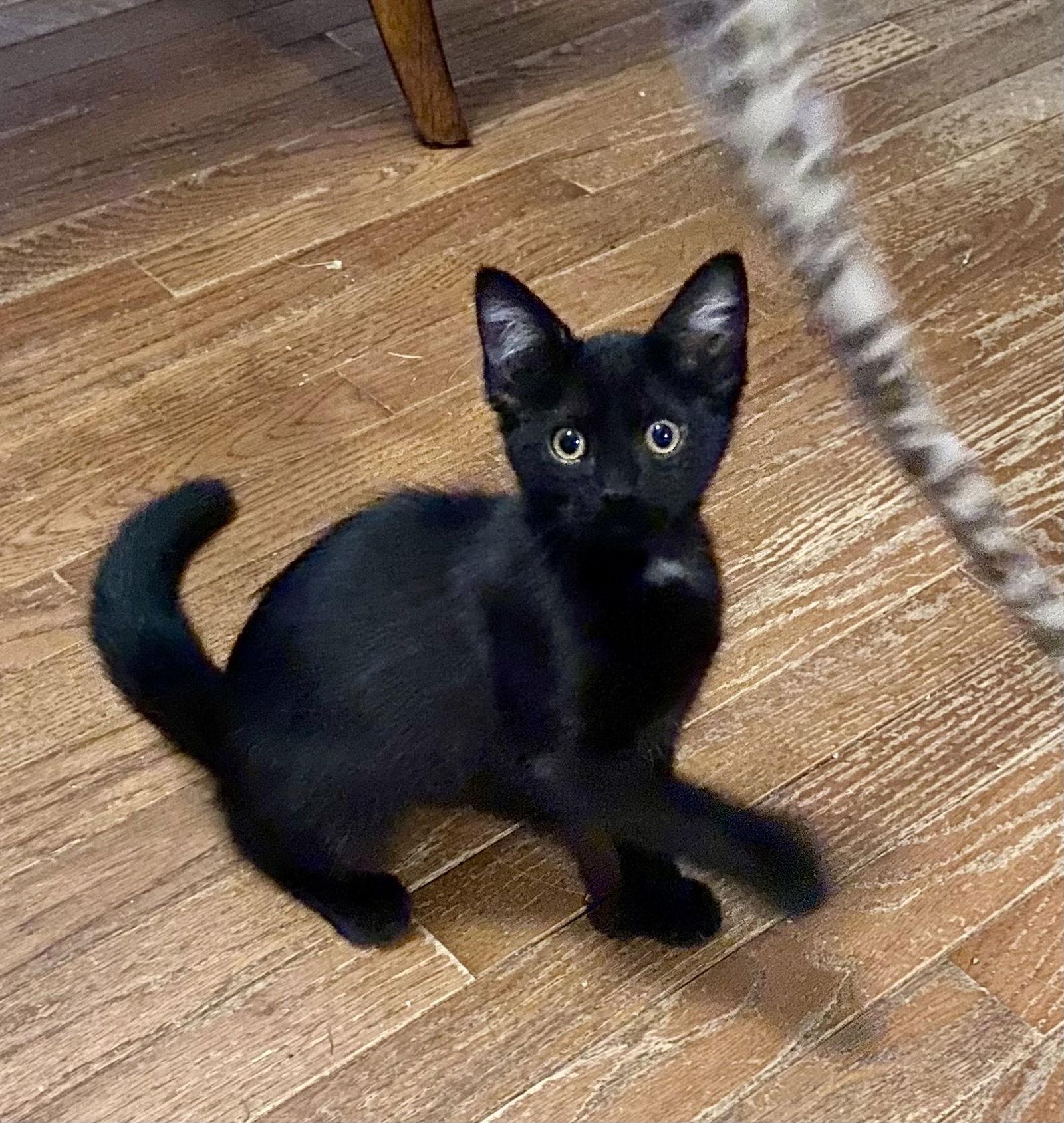 Inky, a Adoptable Domestic Short Hair in Versailles, KY image 2/2