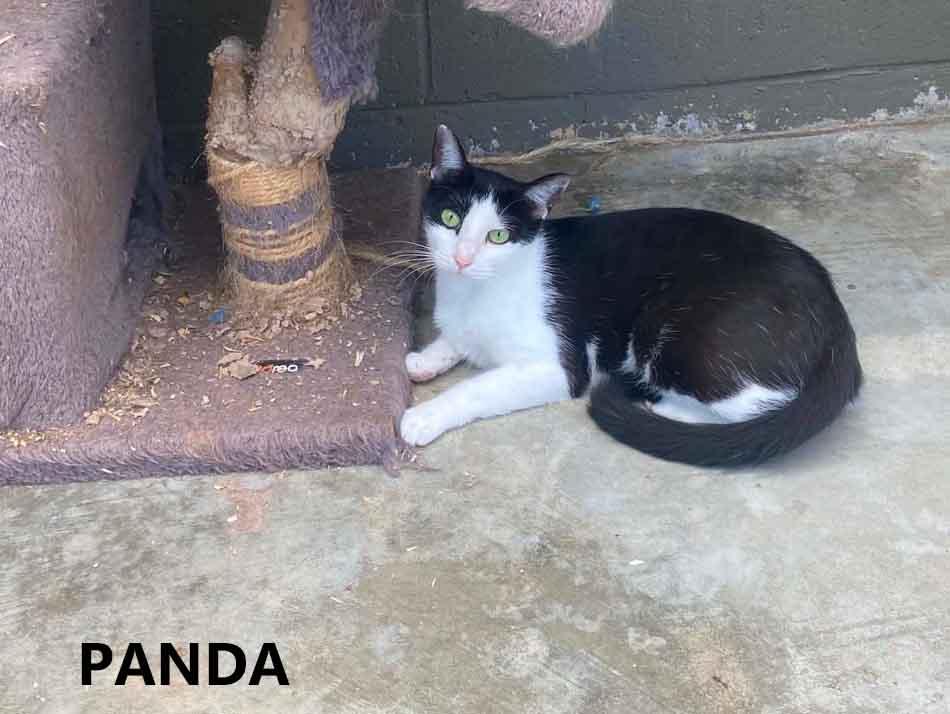 Enlarge Panda, a Adoptable Domestic Short Hair in Washington, GA image 1/1