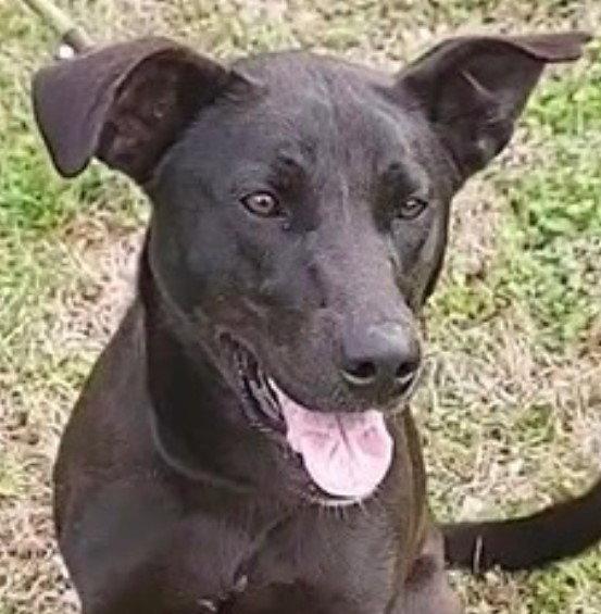 Ellie, a Adoptable mixed breed in Carrollton, GA image 1/3