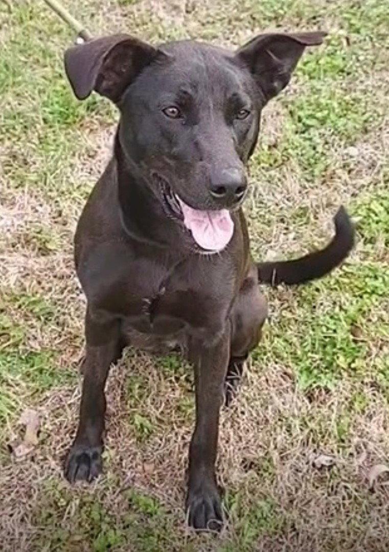 Ellie, a Adoptable mixed breed in Carrollton, GA image 2/3