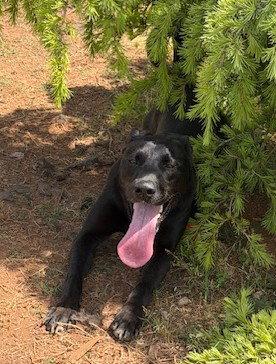 Ellie, a Adoptable mixed breed in Carrollton, GA image 3/3