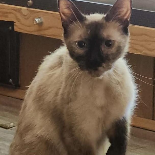 Enlarge Sophy, a Adoptable Siamese in Eureka, CA image 2/5