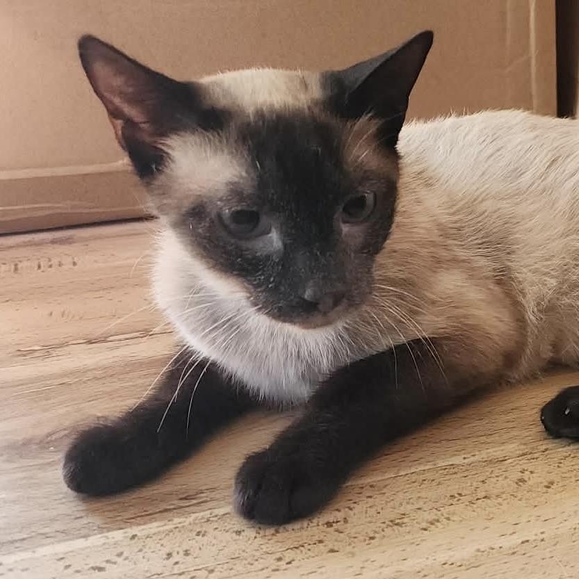 Sophy, Adoptable, Young Female Siamese.