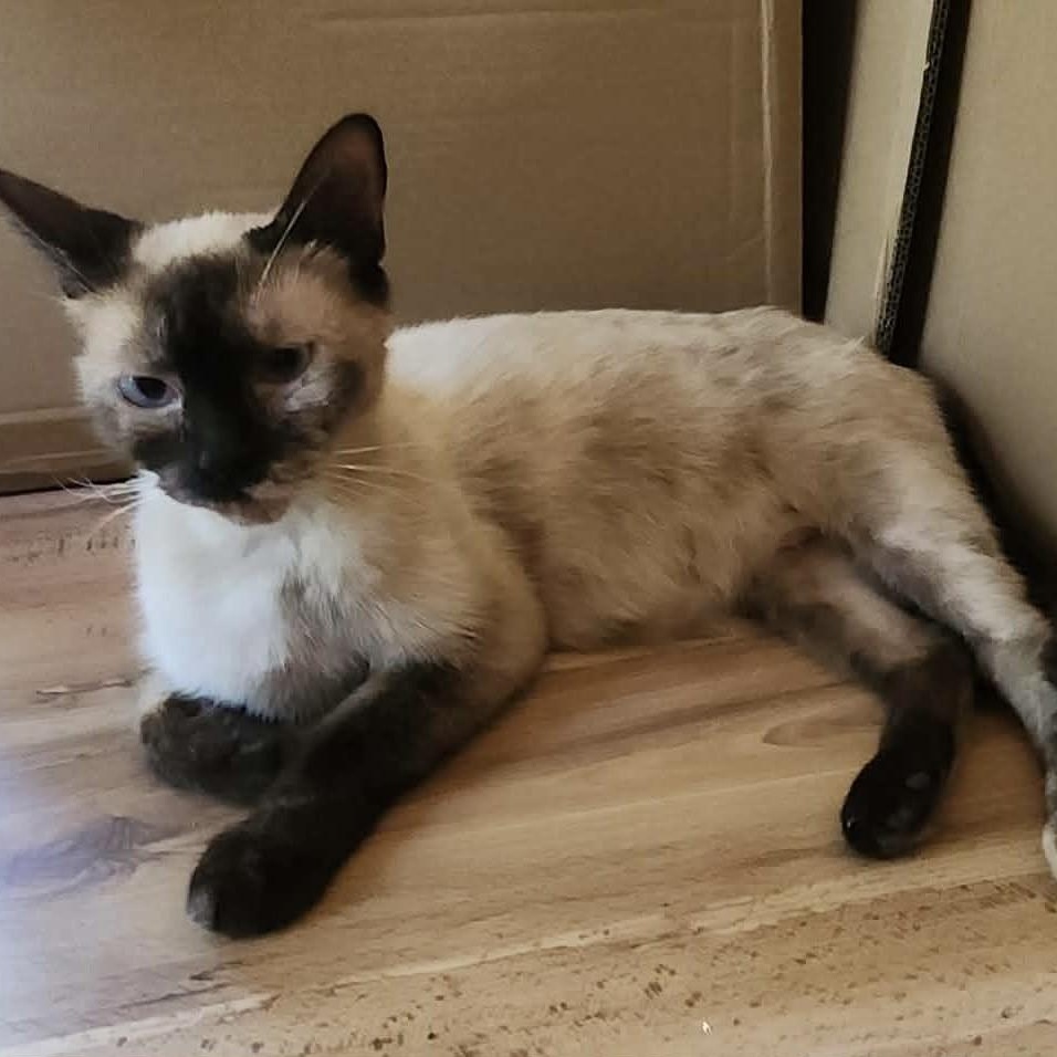 Enlarge Sophy, a Adoptable Siamese in Eureka, CA image 3/5