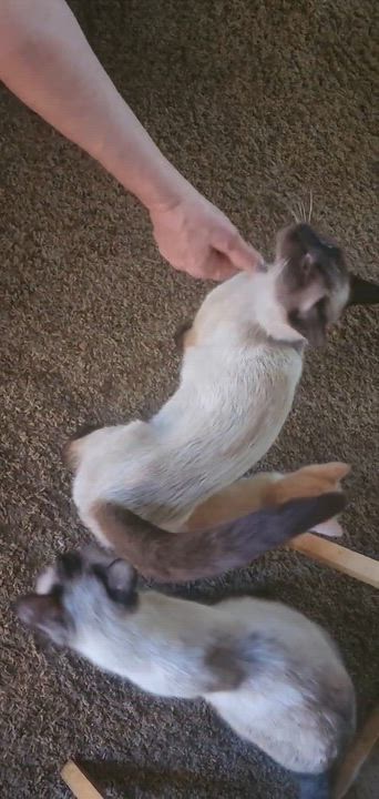 Enlarge Sophy, a Adoptable Siamese in Eureka, CA video 5/5