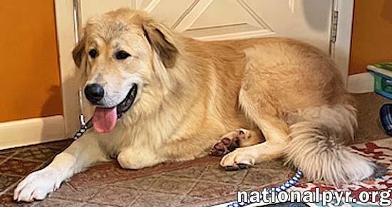 Dakota in NY - Incredibly Sweet & Affectionate!