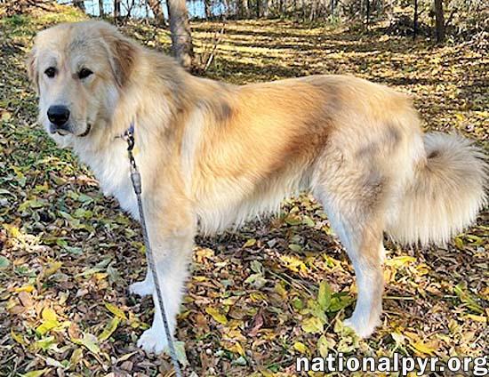 Dakota in NY - Incredibly Sweet & Affectionate!