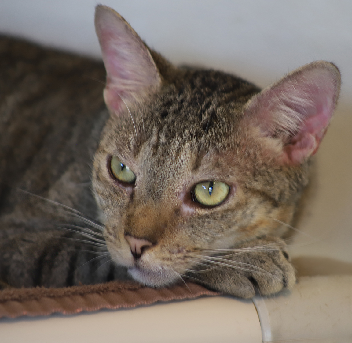 Lil Boy, a Adoptable Domestic Short Hair in North Fort Myers, FL image 1/2