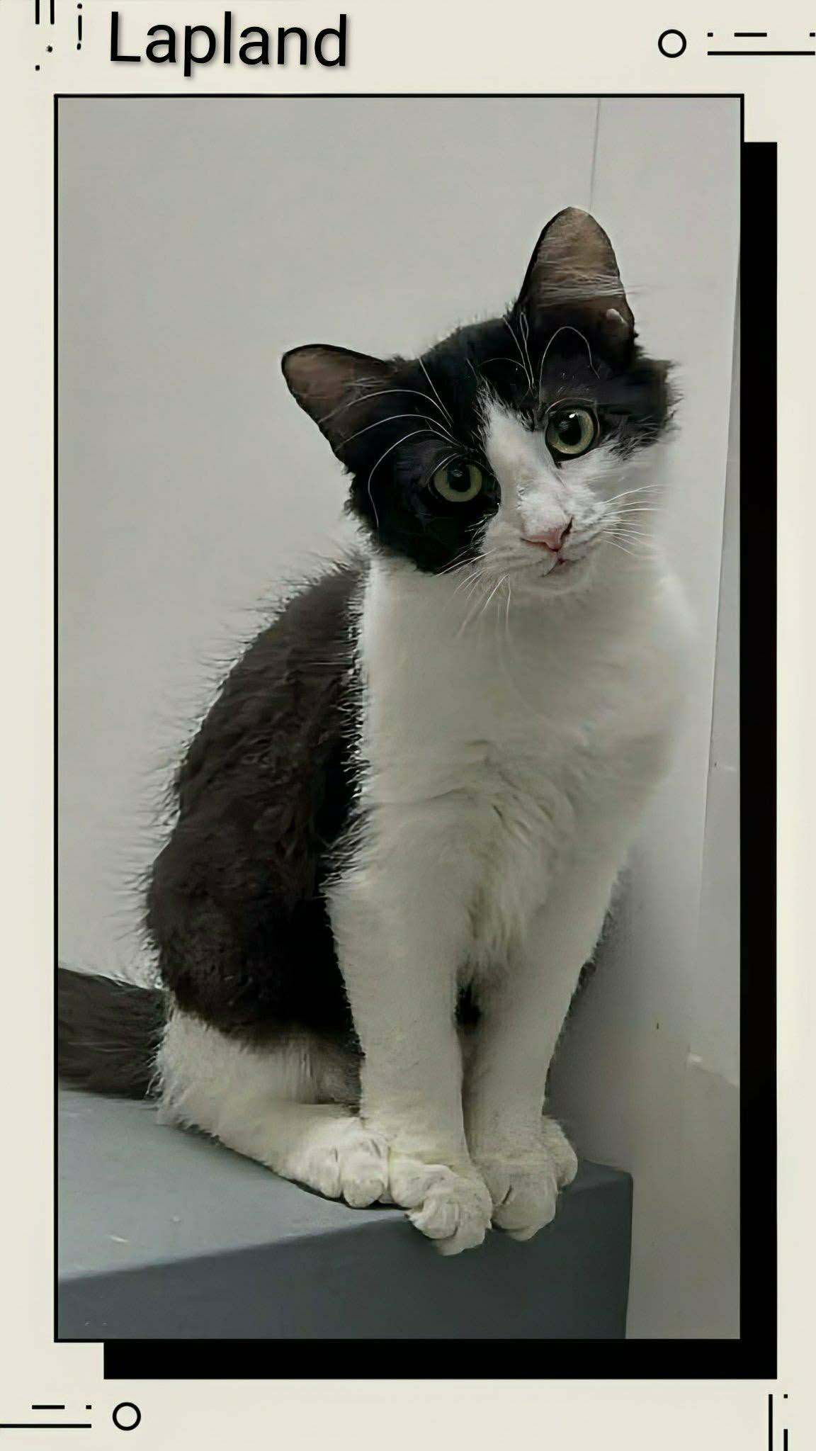 Enlarge Lapland, a Adoptable Domestic Short Hair in Caistor Centre, ON image 1/1