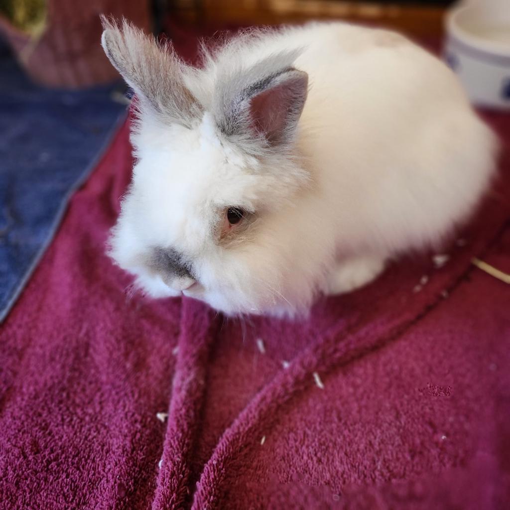 Enlarge Gunter, a Adoptable Lionhead in Naples, FL image 1/1