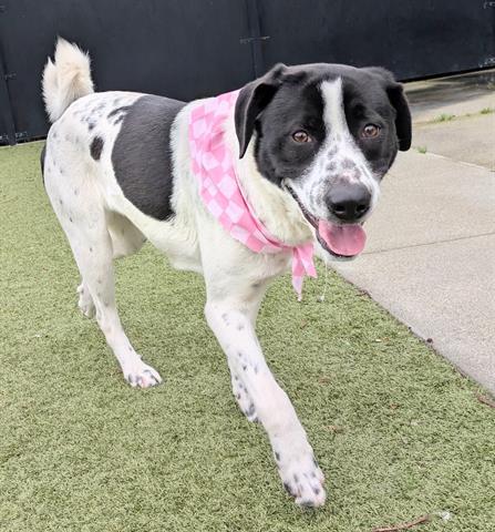 Enlarge DARCY, a Adoptable Australian Cattle Dog / Blue Heeler in San Martin, CA image 1/1