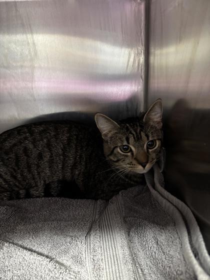 Dobey, Adoptable, Adult Male Domestic Short Hair & Domestic Short Hair.