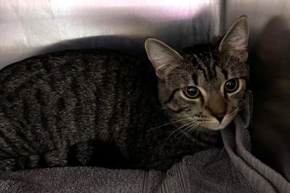 Dobey, a Adoptable mixed breed in New Albany, IN image 2/2