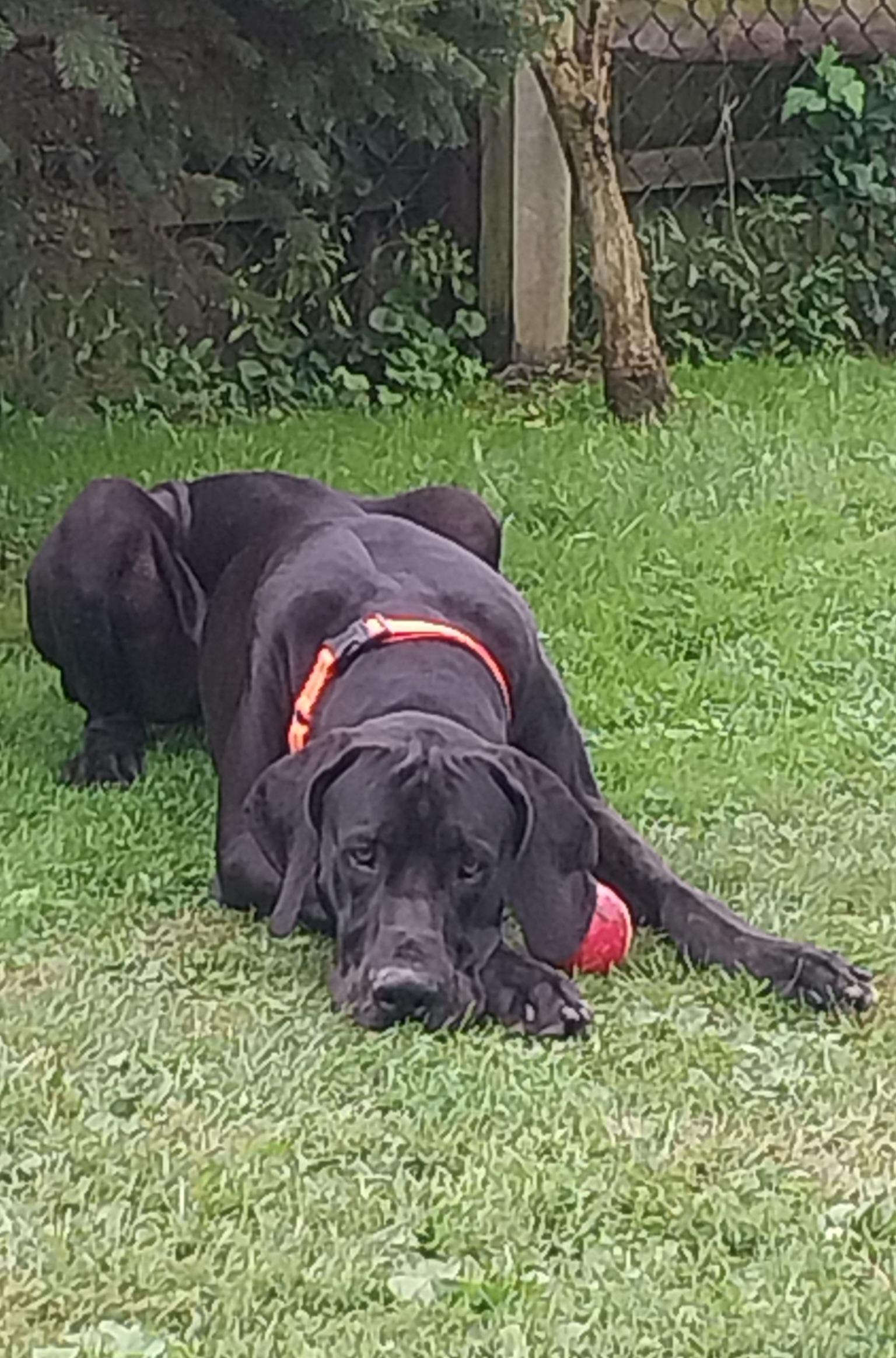 Enlarge THEO, a Adoptable Great Dane in Louisville, OH image 2/5