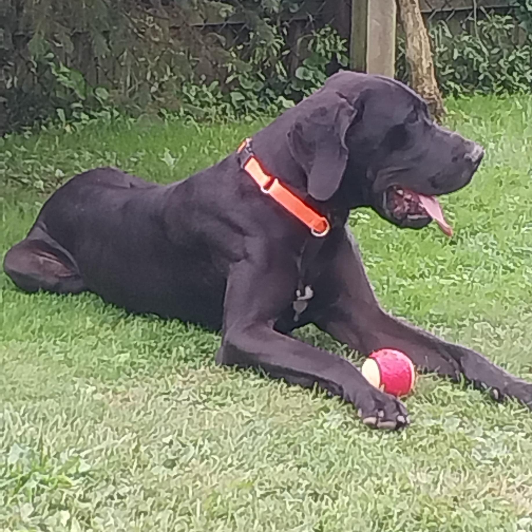 Enlarge THEO, a Adoptable Great Dane in Louisville, OH image 3/5