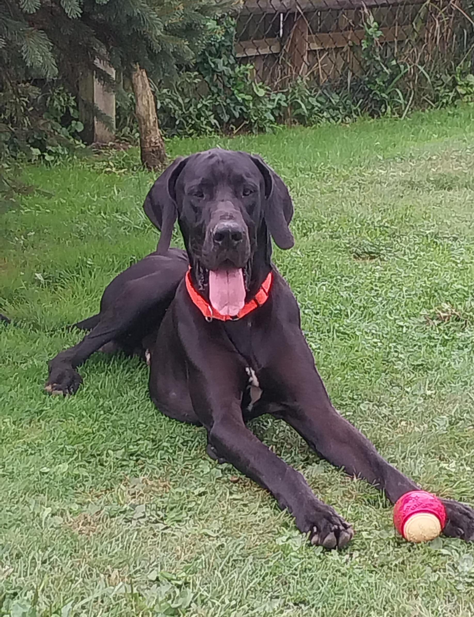 THEO, Adoptable, Adult Male Great Dane.