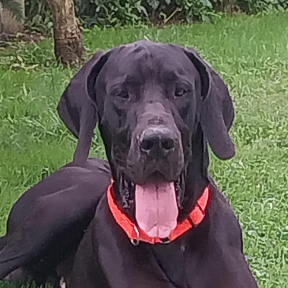 Enlarge THEO, a Adoptable Great Dane in Louisville, OH image 1/5