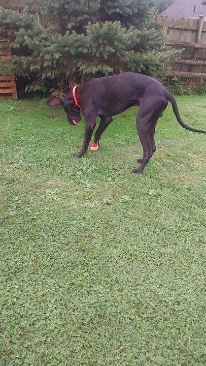 Enlarge THEO, a Adoptable Great Dane in Louisville, OH video 4/5