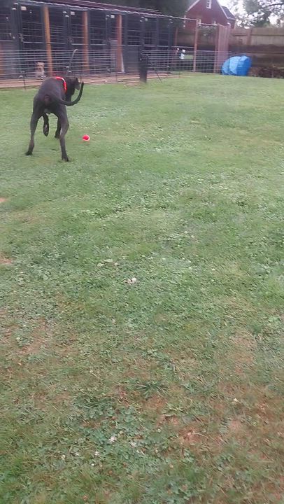 Enlarge THEO, a Adoptable Great Dane in Louisville, OH video 5/5