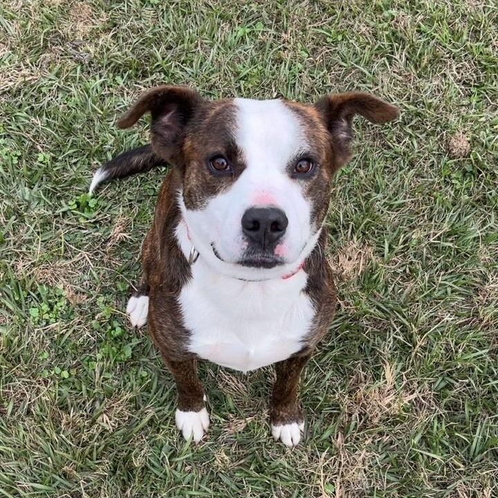 Yogi, ADOPTABLE, Adult Male American Staffordshire Terrier.