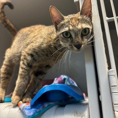 Enlarge Judy Beth, a Adoptable Domestic Short Hair in Enterprise, AL image 1/1