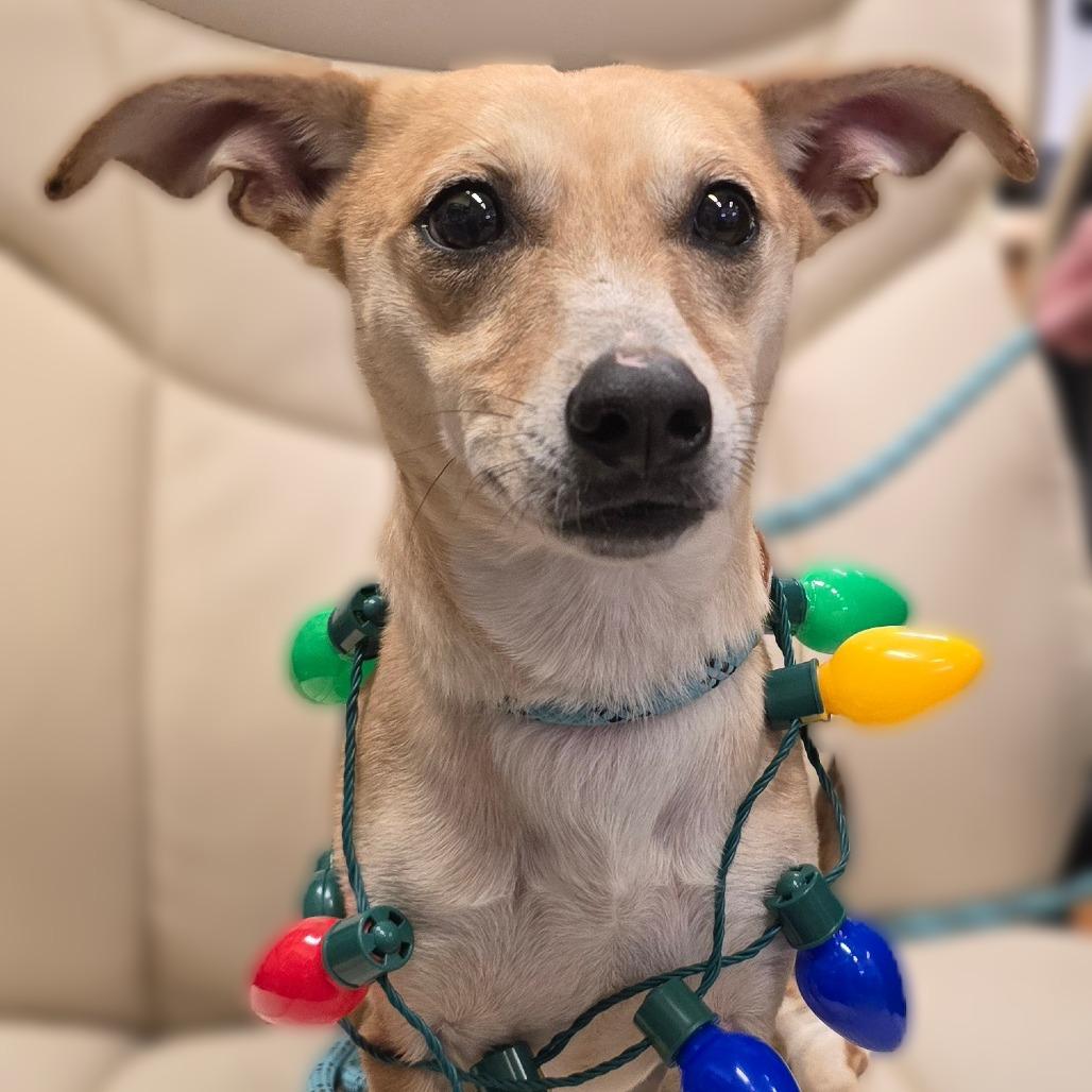 Enlarge Mosely, a Adoptable Mixed Breed in Wickenburg, AZ image 2/4