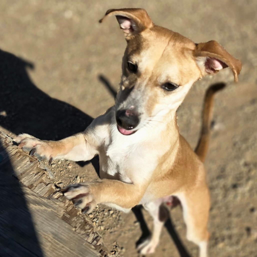 Enlarge Mosely, a Adoptable Mixed Breed in Wickenburg, AZ image 3/4