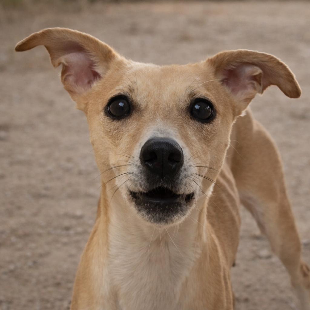 Enlarge Mosely, a Adoptable Mixed Breed in Wickenburg, AZ image 4/5