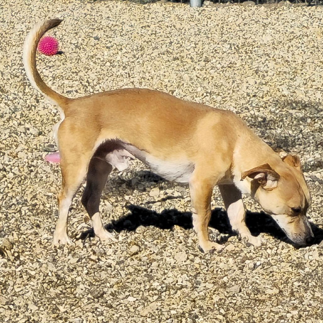 Enlarge Mosely, a Adoptable Mixed Breed in Wickenburg, AZ image 4/4