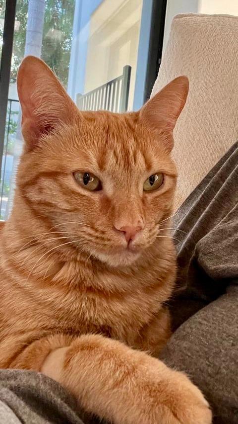 Enlarge Butters, a Adopted mixed breed in San Juan de Abajo, NAY image 2/6