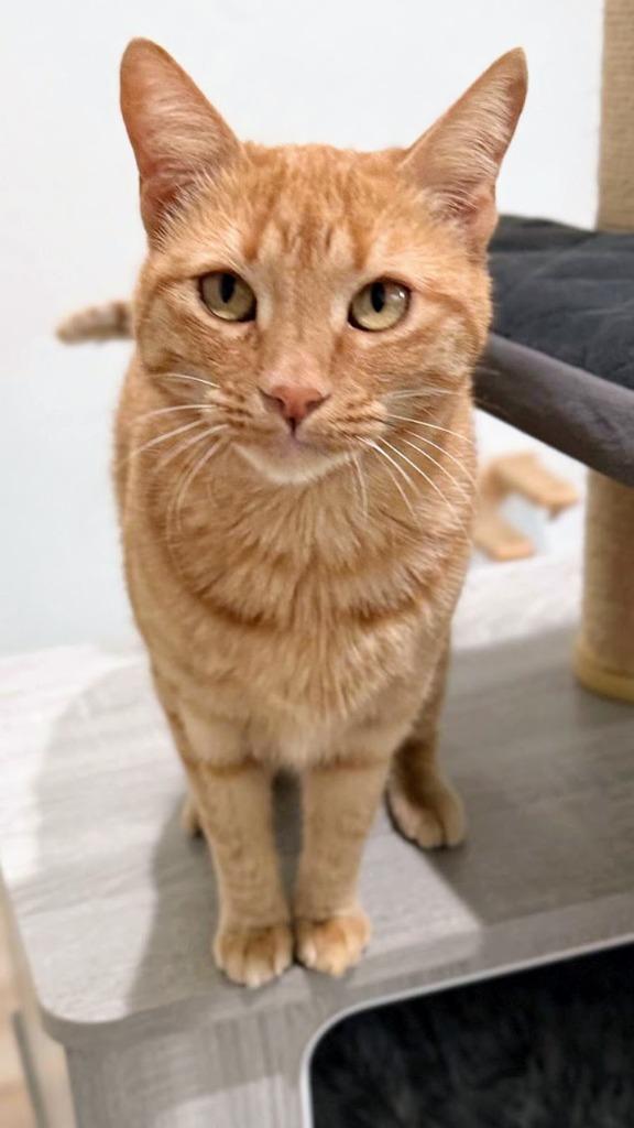 Enlarge Butters, a Adopted mixed breed in San Juan de Abajo, NAY image 3/6