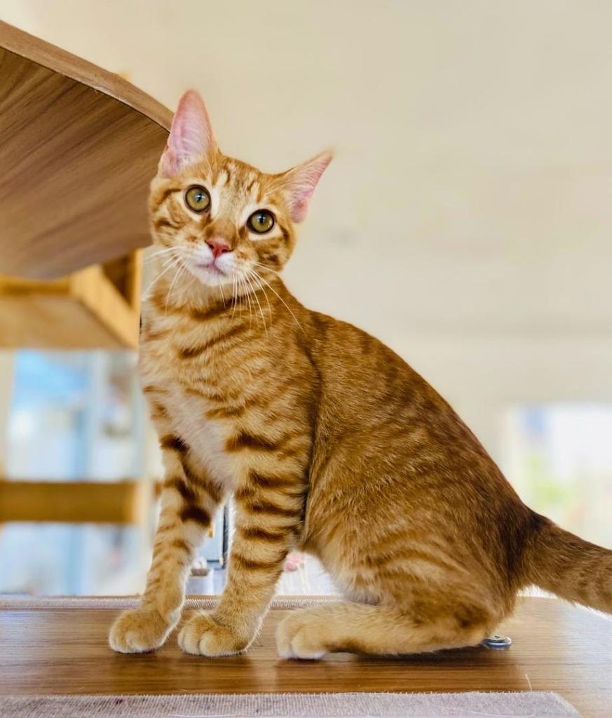 Enlarge Butters, a Adopted mixed breed in San Juan de Abajo, NAY image 4/6