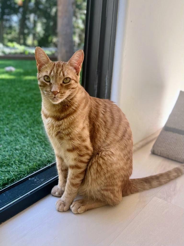 Enlarge Butters, a Adopted mixed breed in San Juan de Abajo, NAY image 5/6