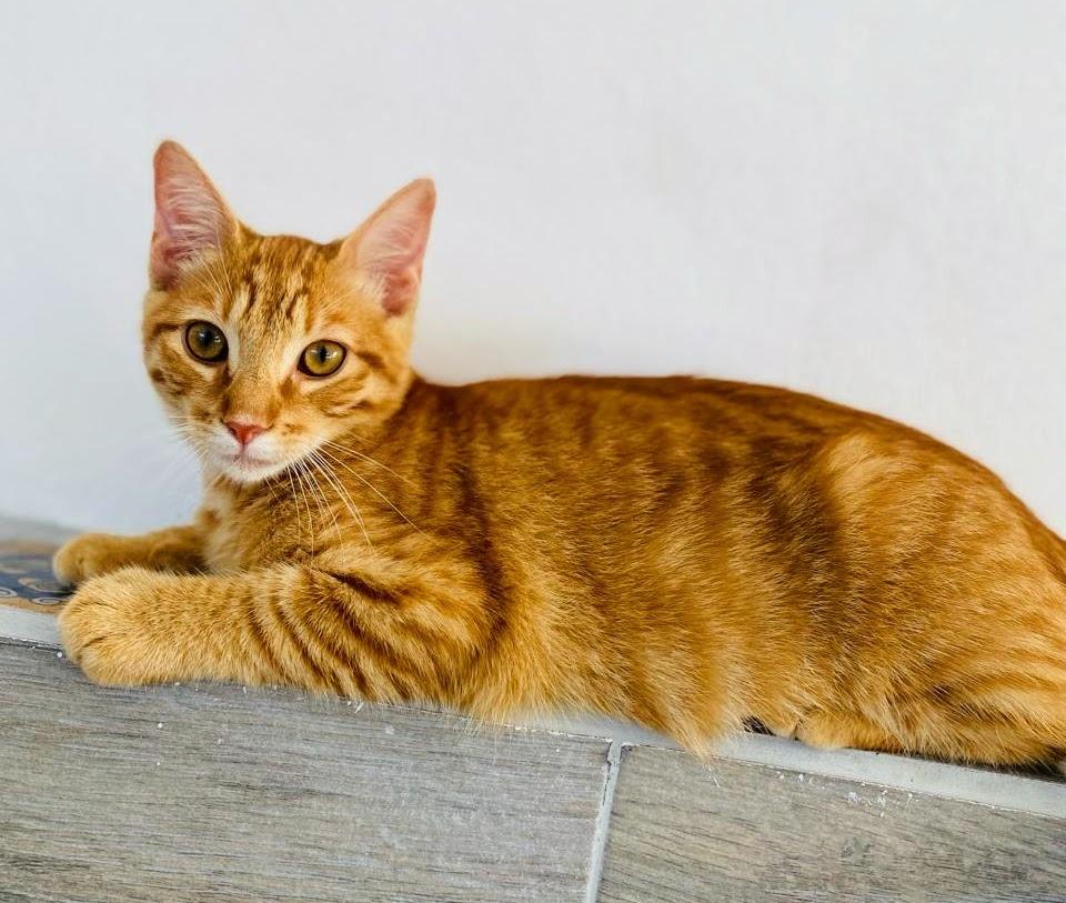 Enlarge Butters, a Adopted mixed breed in San Juan de Abajo, NAY image 6/6