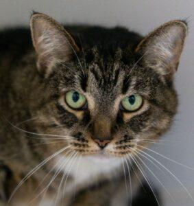 Dreamcatcher, Adoptable, Adult Female Domestic Short Hair.