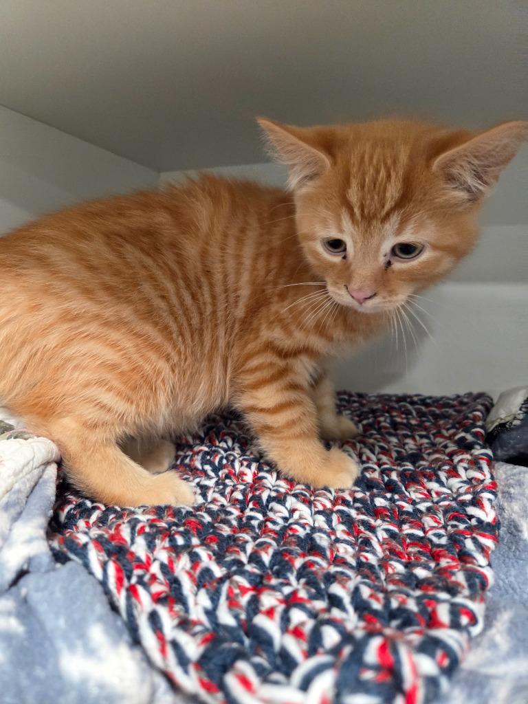 Mighty, Adopted, Kitten Male Domestic Short Hair.