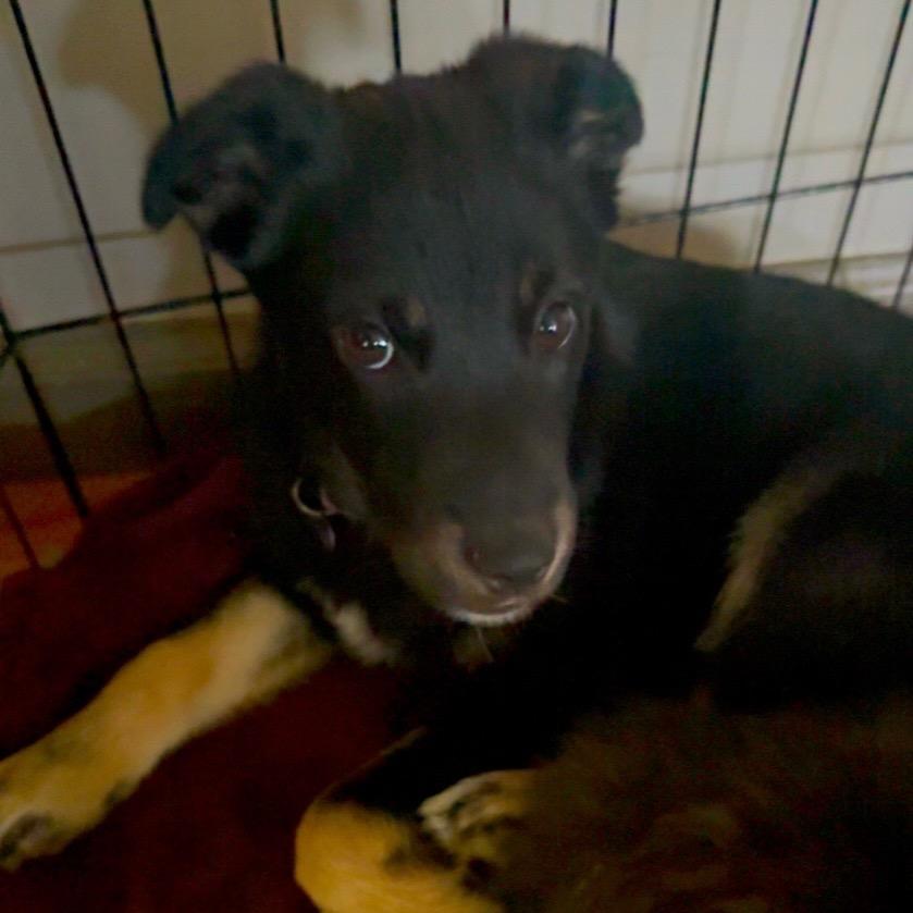 Briar- Purple/Teal/Green Tye Dye Collar, a Adopted Mixed Breed in Bismarck, ND image 1/3