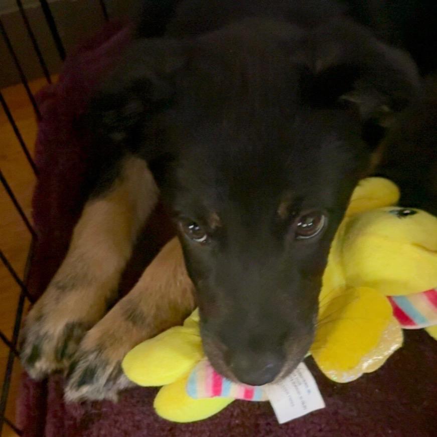 Briar- Purple/Teal/Green Tye Dye Collar, a Adopted Mixed Breed in Bismarck, ND image 2/3