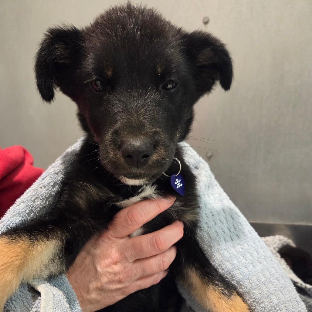 Briar- Purple/Teal/Green Tye Dye Collar, a Adopted Mixed Breed in Bismarck, ND image 3/3